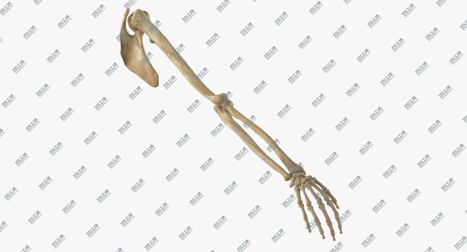 images/goods_img/202104023/Real Human Arm Scapula and Clavicle Bones Anatomy 01 3D model/1.jpg